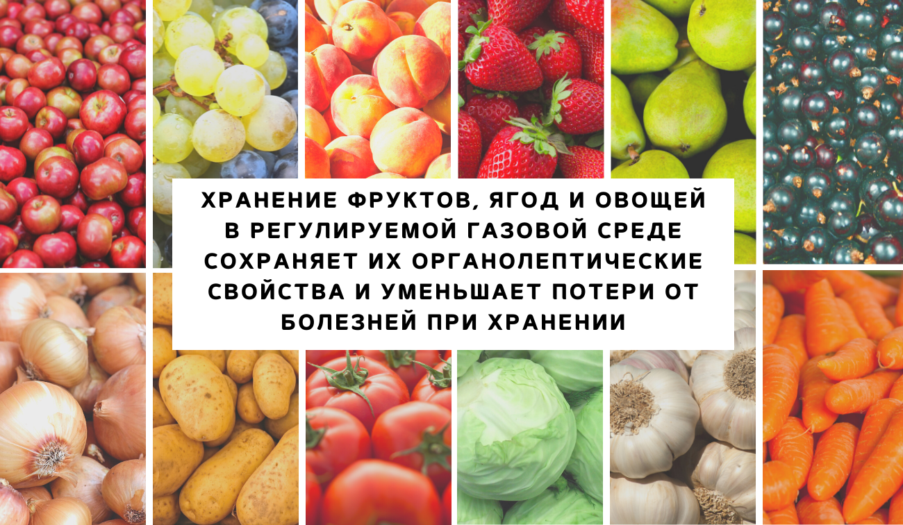 Хранение фруктов в регулируемой газовой среде должно сохранять не только их органолептические свойства, но и уменьшать потери фруктов от болезней при хранении Хранение фруктов в регулируемой газовой среде должно сохранять не только их органолептические свойства, но и уменьшать потери фруктов от болезней при хранении